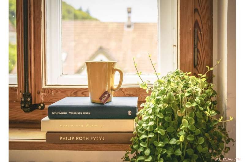 Improve Indoor Air Quality with Houseplants: A Research-Backed Guide
