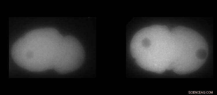 Physics & Biology: Unraveling the Mechanisms of Life