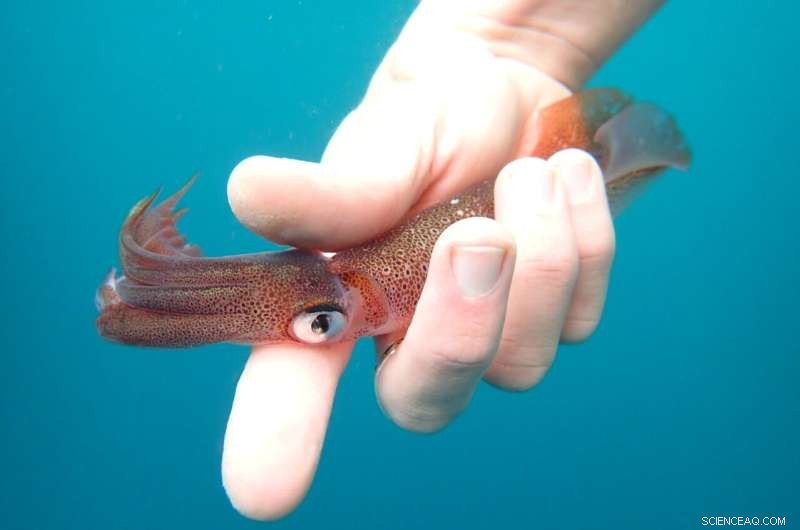 Rare Squid Sighting: Researchers Track Unexpected Range Expansion