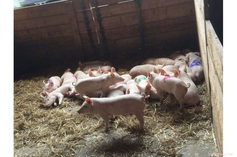 Machine Learning Decodes Pig Emotions: A New Understanding of Animal Welfare