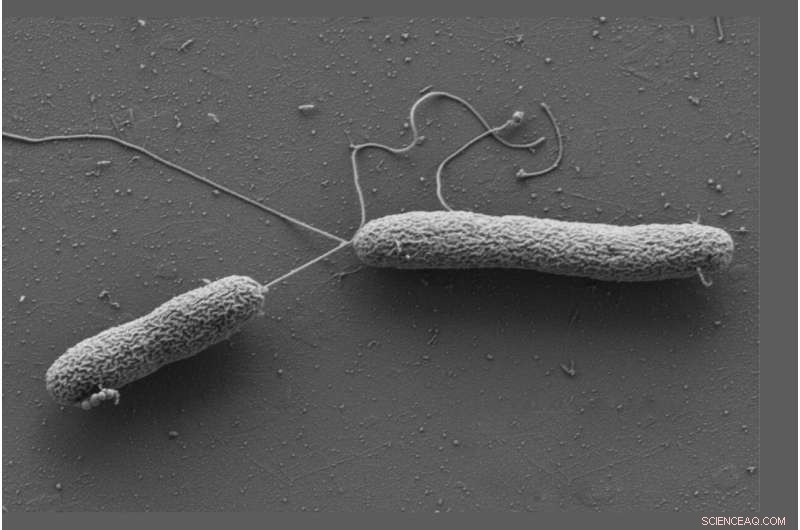 Stress Hormones and Bacterial Behavior: A New Understanding