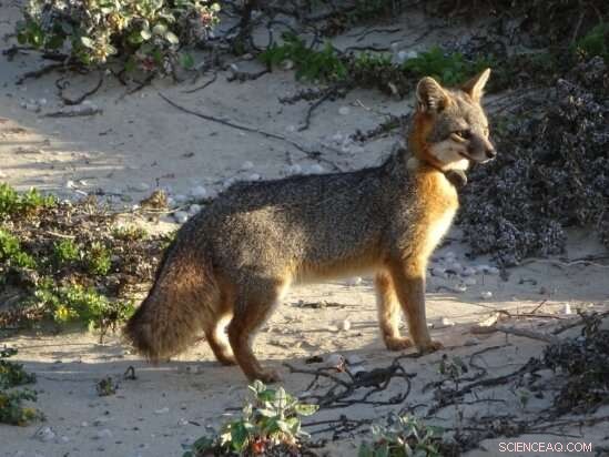 Island Fox Diet: Beach Foraging Plays a Larger Role Than Previously Thought