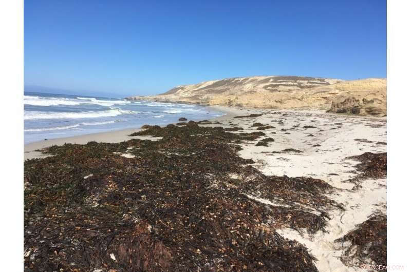 Island Fox Diet: Beach Foraging Plays a Larger Role Than Previously Thought