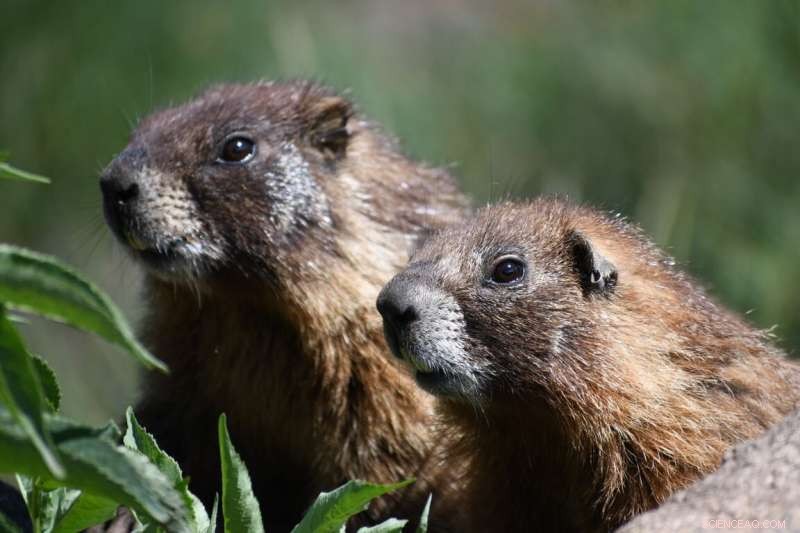 Yellow-Bellied Marmots: Unlocking Secrets to Longevity During Hibernation