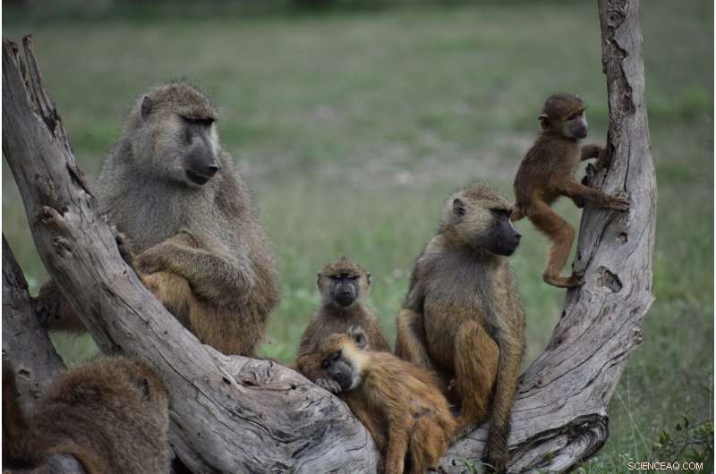 Baboon Family Dynamics: Understanding Social Boundaries in Wild Primates