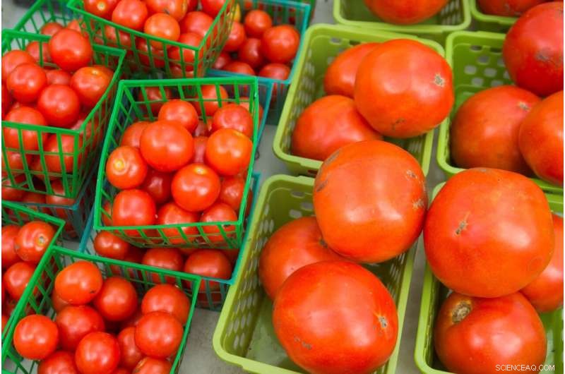 Scientists Uncover Genetic Basis for Enhanced Tomato Flavor