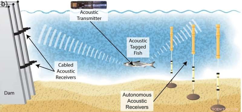 Understanding Fish Passage Through Dams: New Data Reveals Insights