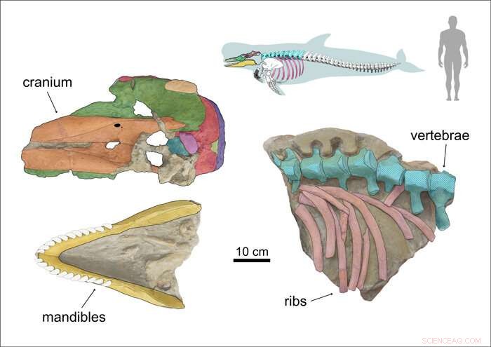 Ancient Orca Diet: Study Reveals Early Killer Whales Primarily Ate Fish
