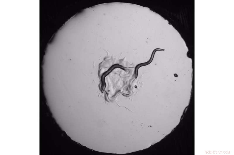 Worm Intelligence: How C. elegans Makes Complex Decisions