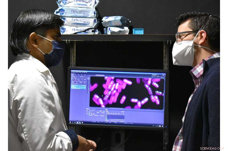 Cyanobacteria Research: Unlocking Insights into Source-Sink Balance for Future Applications