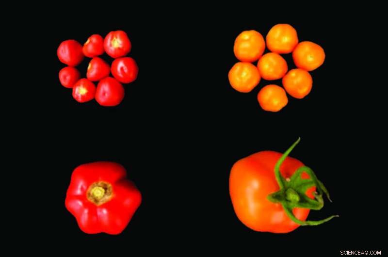 Boosting Crop Yield & Resilience: Carotenoid Gene Editing in Tomatoes