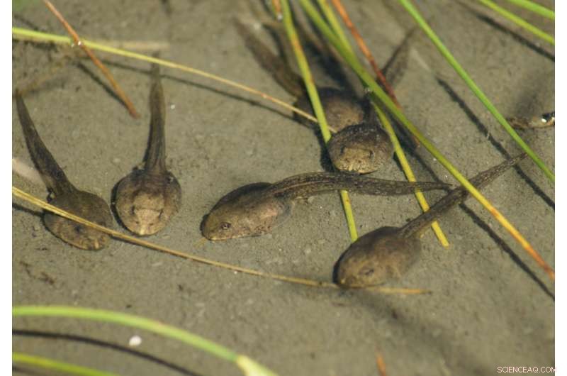 Microbes Key to Tadpole Heat Tolerance in a Warming World | Pitt Biology