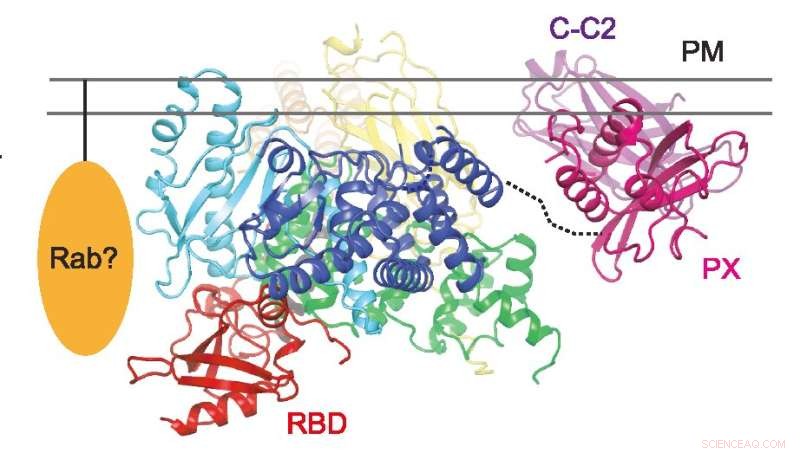Novel PI3K Lipid Kinase Structure Reveals Potential Antithrombotic Drug Target