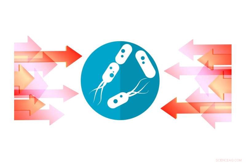 Bacterial Stress Response: Metabolic Adaptation and Survival Mechanisms