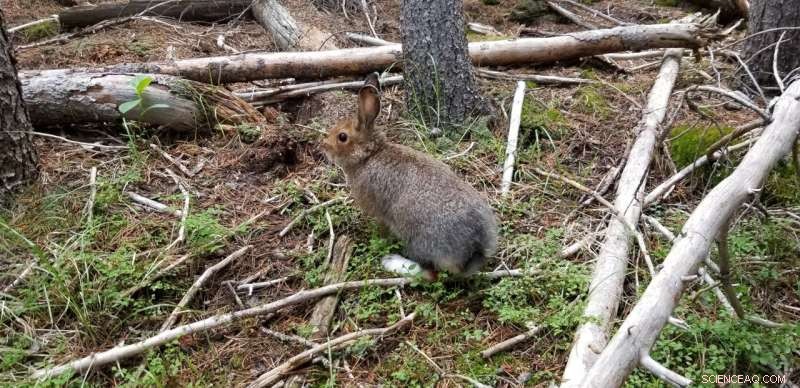 Camera Traps Revolutionize Snowshoe Hare Population Studies