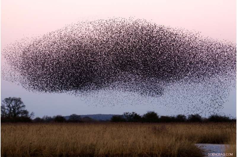 Mystery of Bird Crash in Mexico: What Caused the Mass Die-Off?