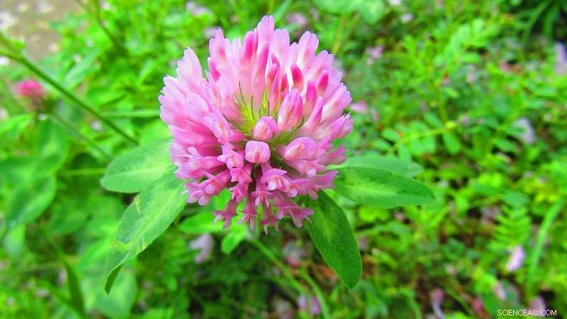 Effective Fungicide Combination Protects Red Clover from Major Diseases