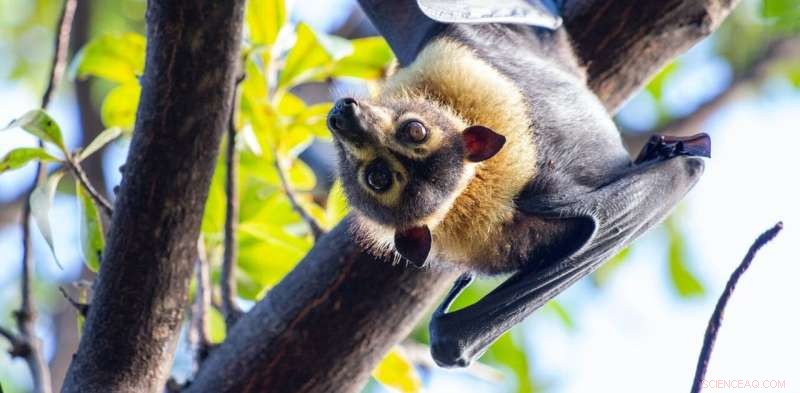 Northern Australia s Mammal Extinction Crisis: A Hidden Biodiversity Loss