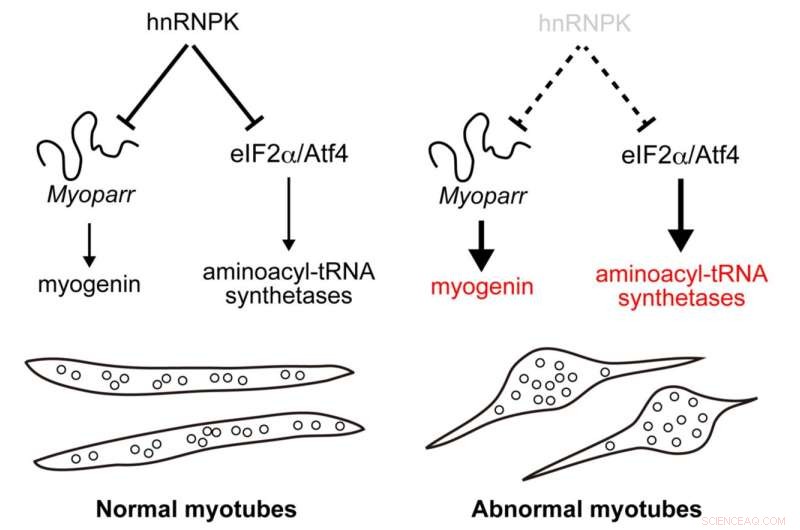 hnRNPK Inhibits Skeletal Muscle Cell Differentiation: A Novel Study