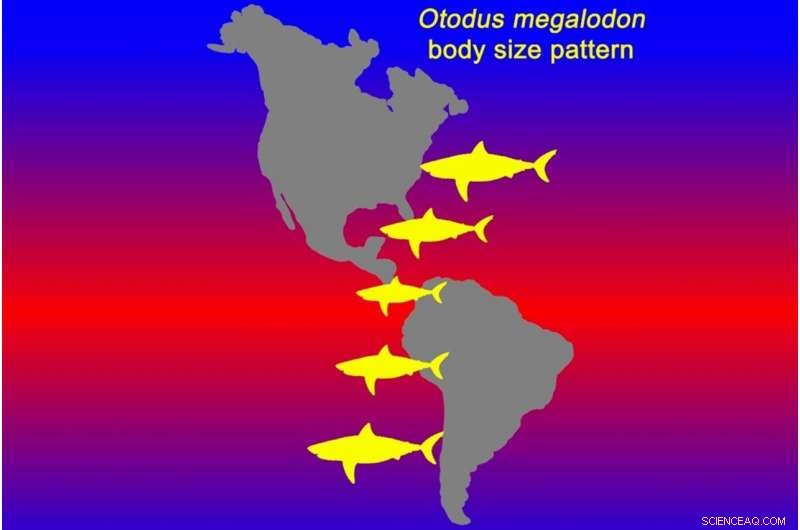 Megalodon Growth Linked to Cooler Waters: New Research