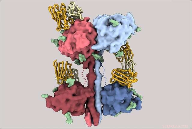Nipah & Hendra Virus: glycoprotein structure unlocks new therapeutic targets