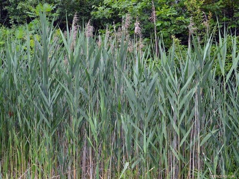 Understanding the Spread of Invasive Common Reed (Phragmites)