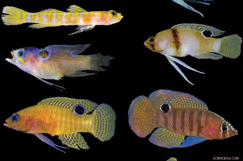 Unveiling the Greater Caribbean: A Decade of Deep-Sea Reef Exploration