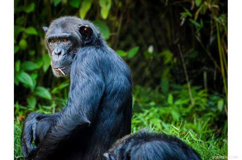 Chimpanzee Morality: Do Chimpanzees Judge Wrongdoing Based on Intent?