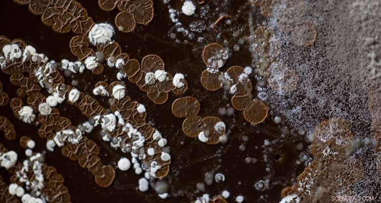 Microorganisms: The Key to Restoring Ecosystems and Soil Health