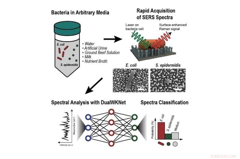 Rapid Bacterial Identification with AI: A Deep Learning Approach