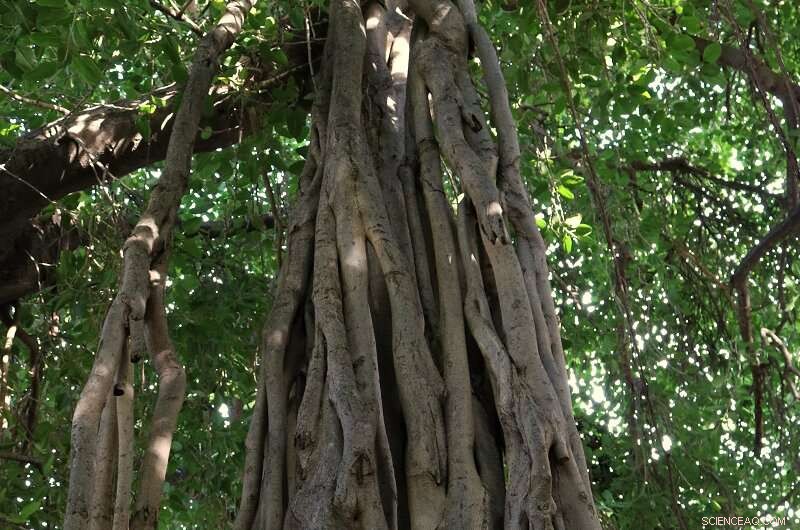 Aerial Roots: How Plants Grow Above Ground | [Your Brand/Website Name]