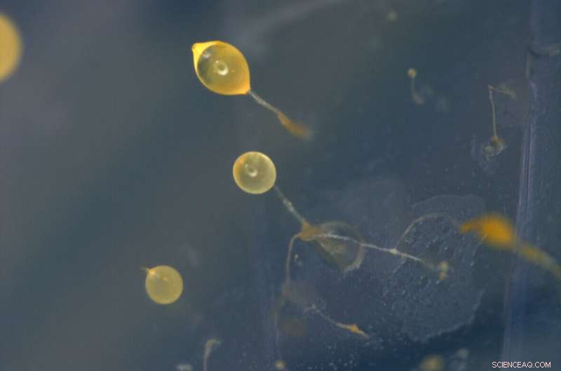 Amoeba-Derived Cannabinoids: Novel Production Method for Active Compounds