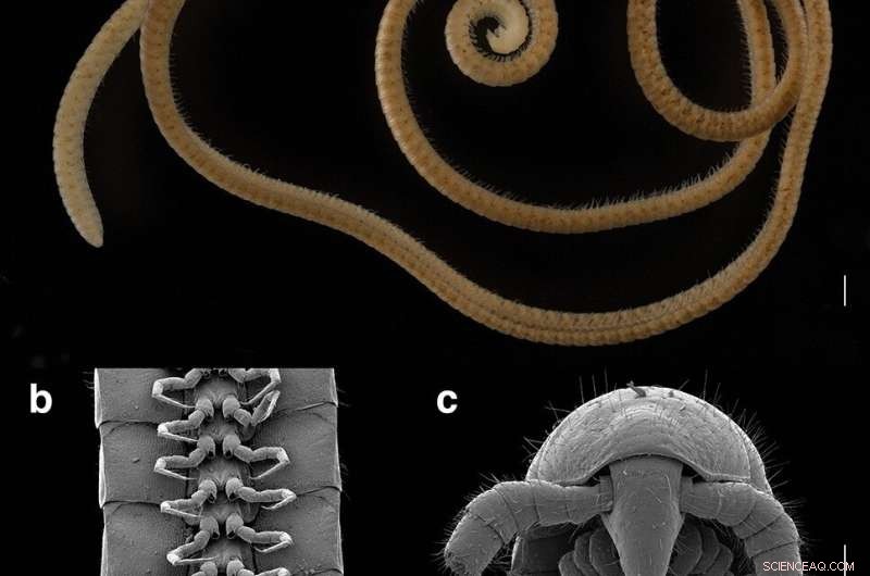 Eumillipes persephone: Discovering the First True Millipede