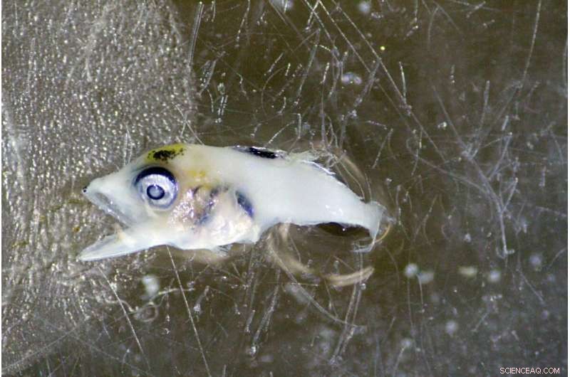 New Research Identifies Key Atlantic Bluefin Tuna Spawning Ground Off US East Coast