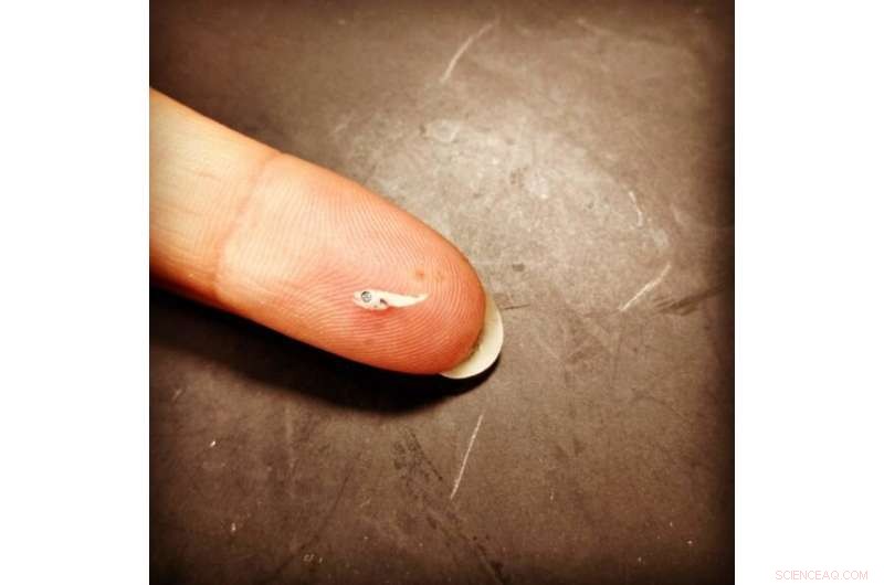 New Research Identifies Key Atlantic Bluefin Tuna Spawning Ground Off US East Coast