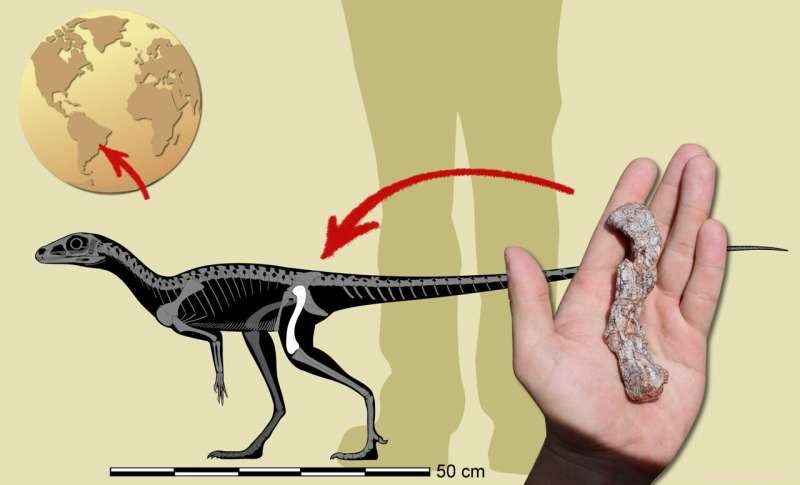Ancient South American Fossil Reveals Early Dinosaur Ancestor