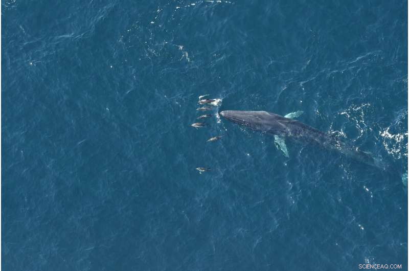 Mapping Marine Mammal Hotspots: Atlantic Coast Biodiversity Insights