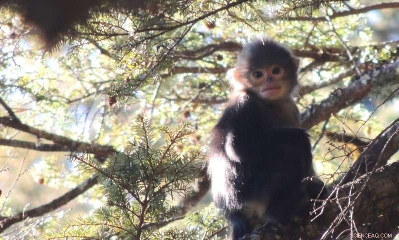 100 New Species Discovered in Myanmar: A Biodiversity Hotspot