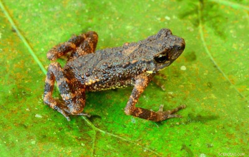 100 New Species Discovered in Myanmar: A Biodiversity Hotspot