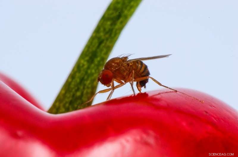 Classical Biological Control Agent Proven Safe Against Invasive Fruit Fly (Drosophila suzukii)