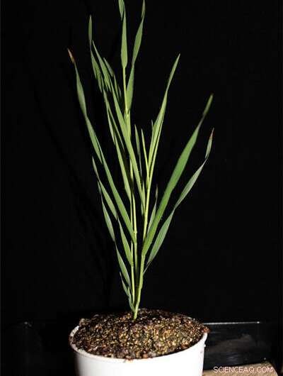 Plant Immunity Gene Discovery: Regulating Defense Responses in Brachypodium