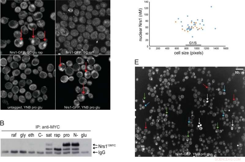 Micro-Protein Discovery: Enhancing Yeast Resilience to Nutrient Deprivation