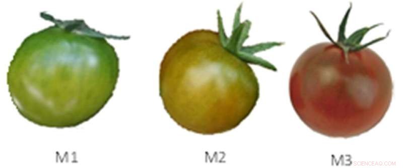 Sustainable Tomato Farming: Reducing Irrigation Without Impacting Quality