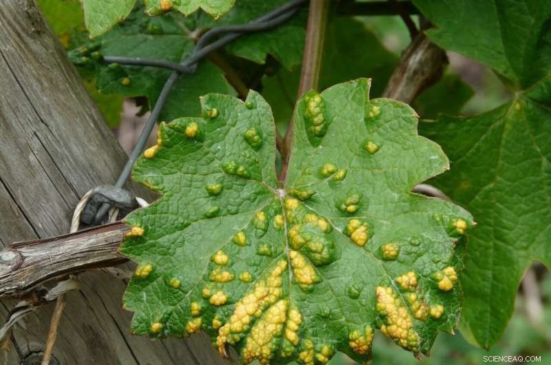 AI-Powered Plant Disease Detection: Mobile Deep Learning Solution