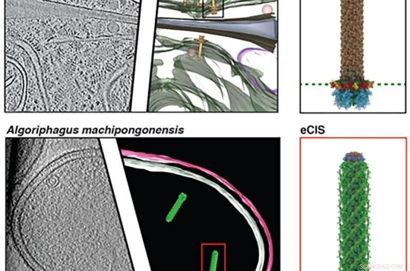 Molecular Spearguns in Bacteria: New Injection Systems Discovered