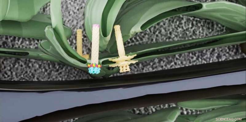 Molecular Spearguns in Bacteria: New Injection Systems Discovered