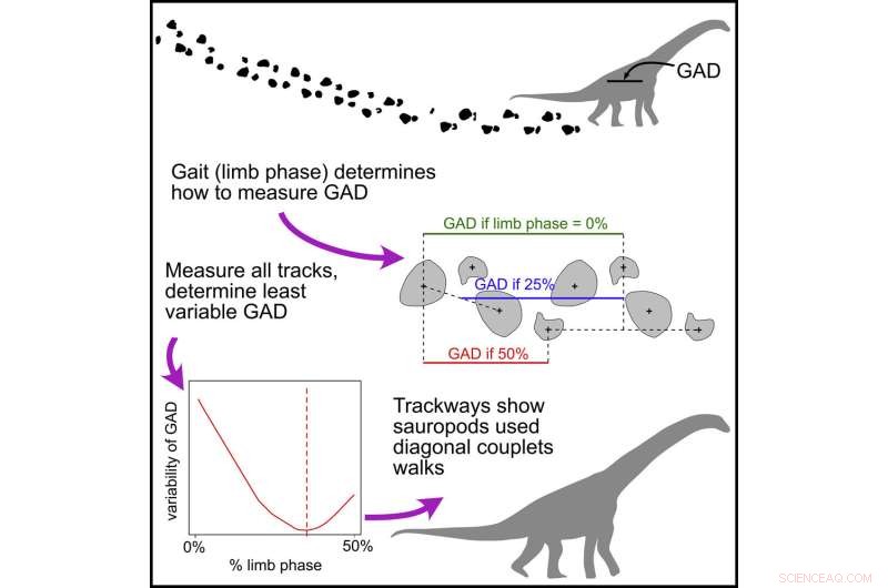 Ancient Dinosaur Gait Revealed: New Study Uncovers Unique Sauropod Walking Style
