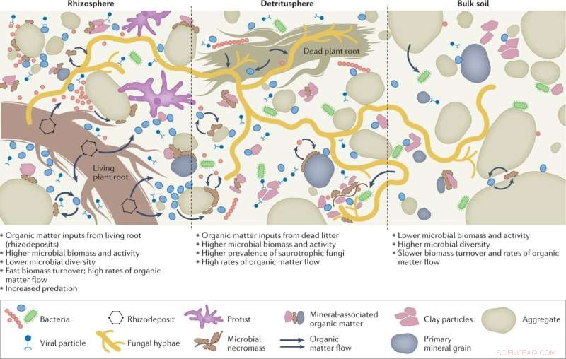 Soil Microbes & the Carbon Cycle: Understanding the Role of Decomposition