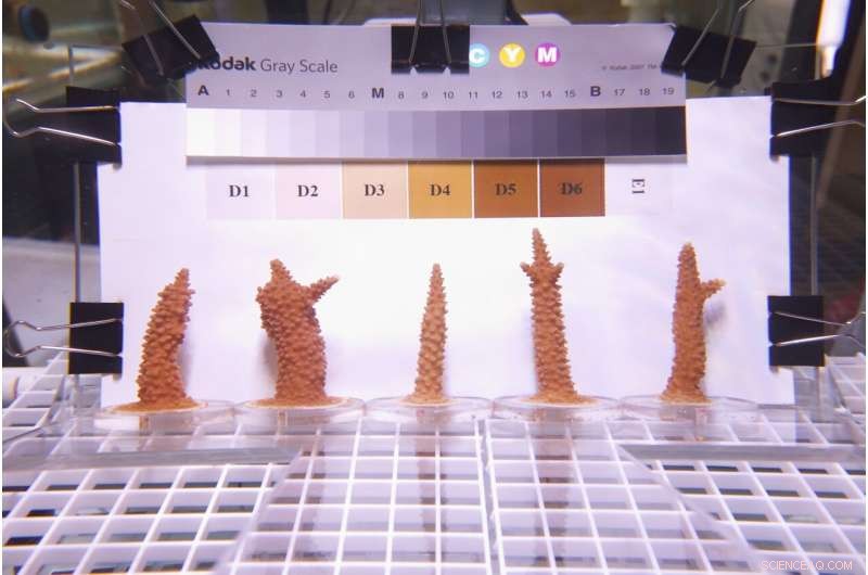 Coral Resilience: Study Shows Potential for Heat-Tolerant Corals