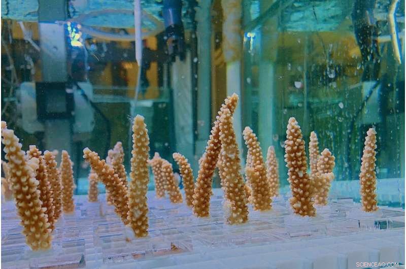 Coral Resilience: Study Shows Potential for Heat-Tolerant Corals